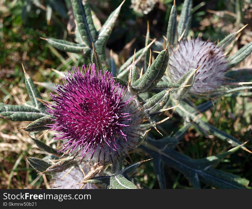 Plant, Silybum, Thistle, Flora