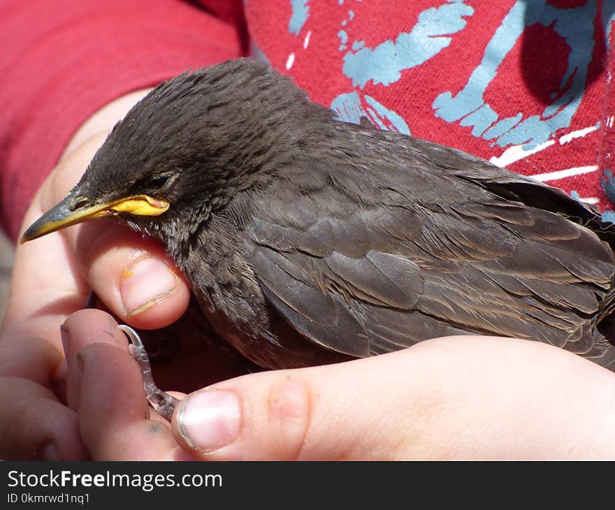 Bird, Beak, Fauna, Blackbird