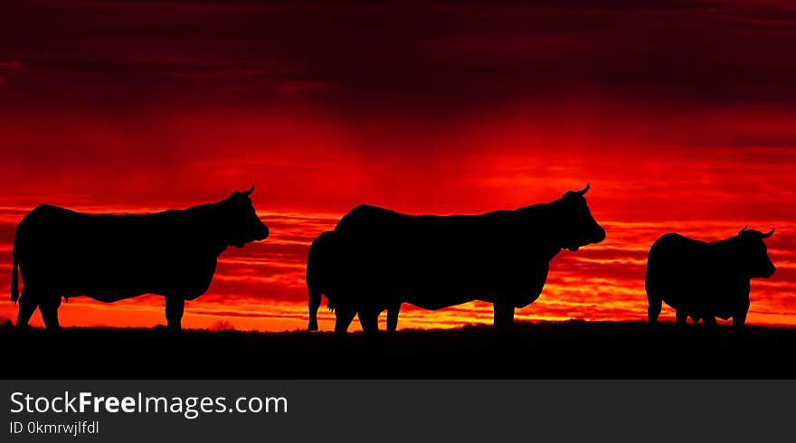 Cattle Like Mammal, Sky, Silhouette, Bull