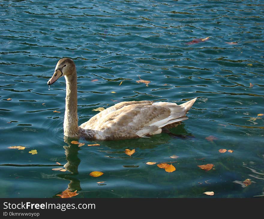 Bird, Water, Water Bird, Swan