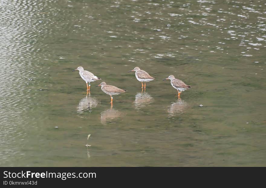 Bird, Water, Fauna, Seabird