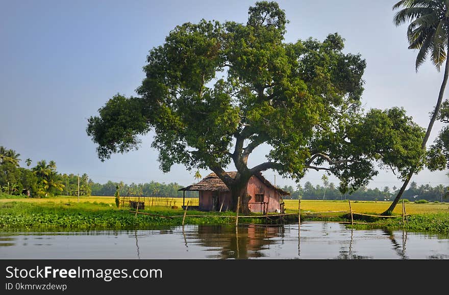 Tree, Rural Area, Plant, Wetland