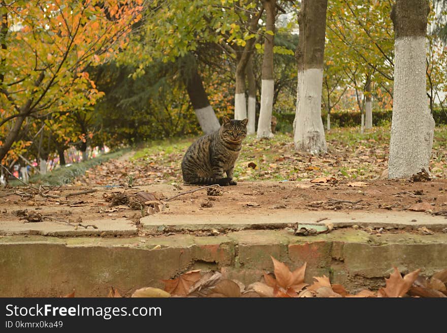 Mammal, Fauna, Wildlife, Tree