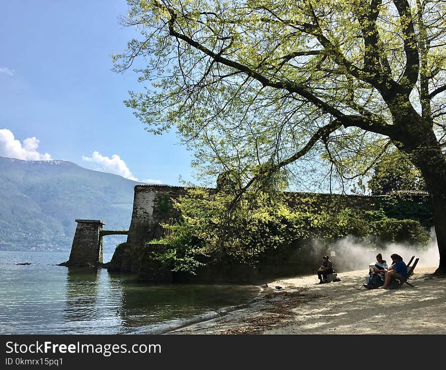 Tree, Water, Lake, River