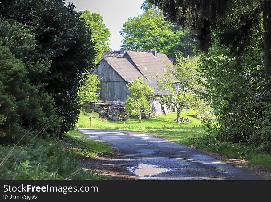 Nature, Green, House, Tree