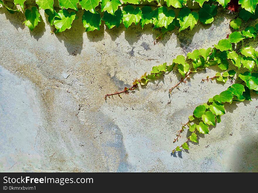 Green, Vegetation, Leaf, Fauna