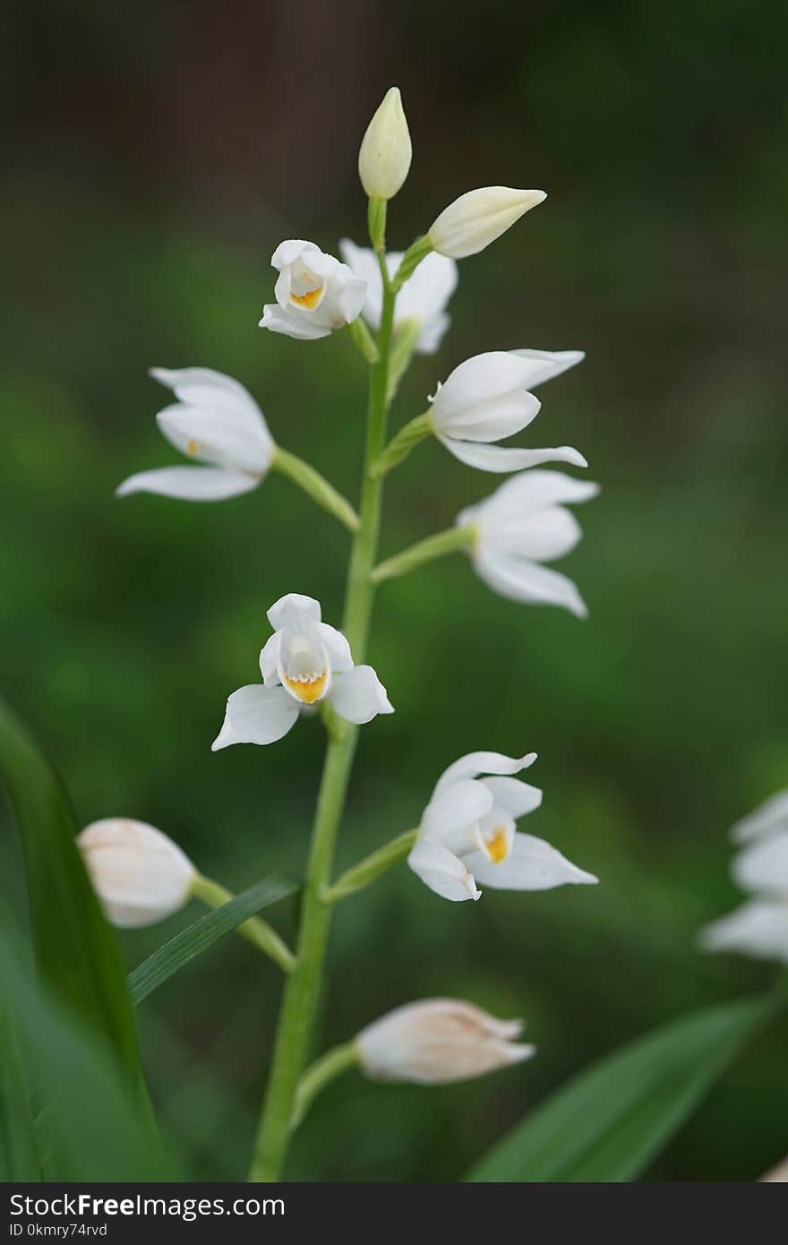 Flower, Plant, Flora, Flowering Plant