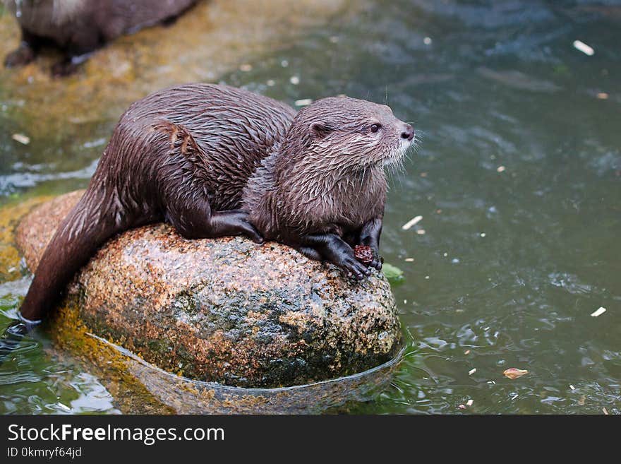 Otter, Mammal, Fauna, Mustelidae