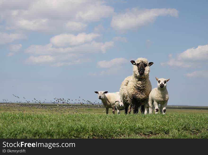 Grassland, Sheep, Pasture, Field