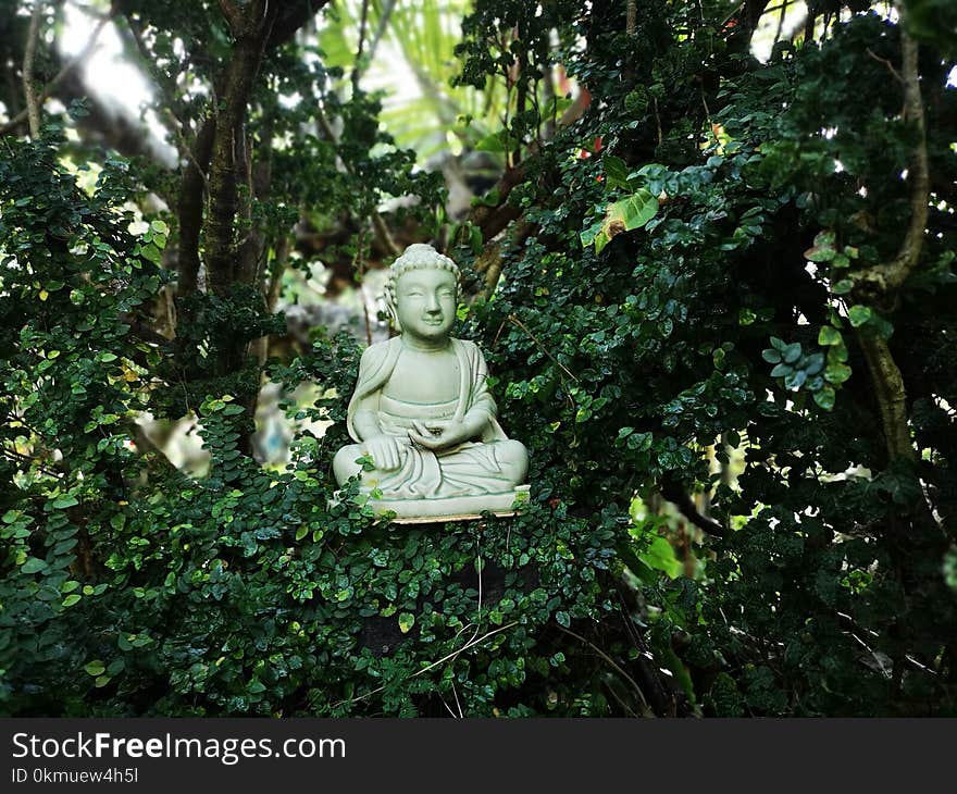 Buddha On Tree