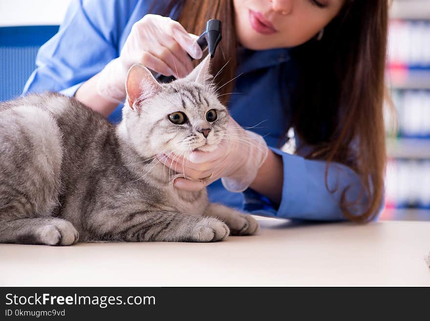 The cat being examining in vet clinic