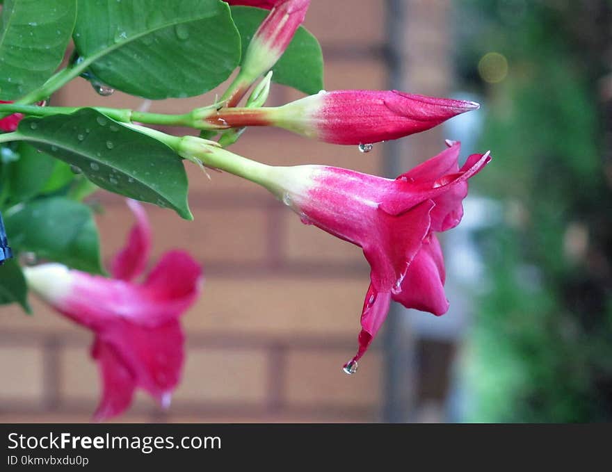 Dew Dripping Off Pink Spring Flowers After A Rainstorm