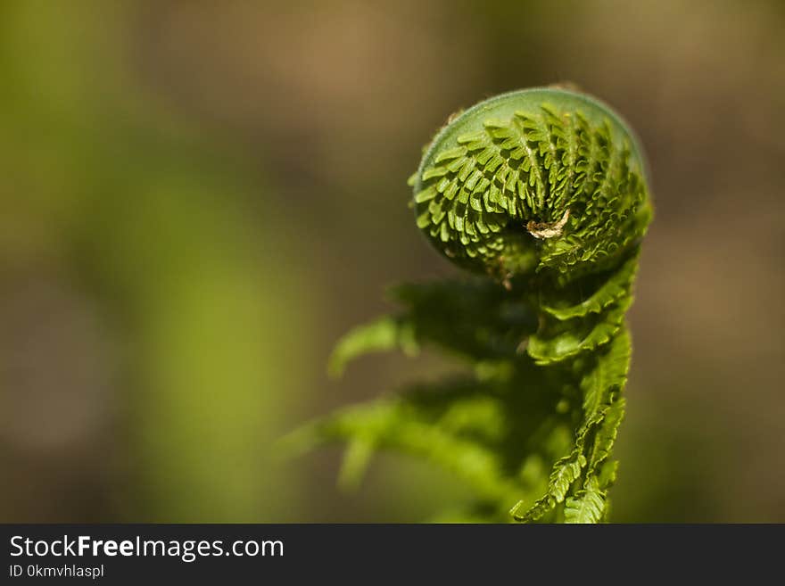 Growing green fern leaves. Polypody in a natural environment.