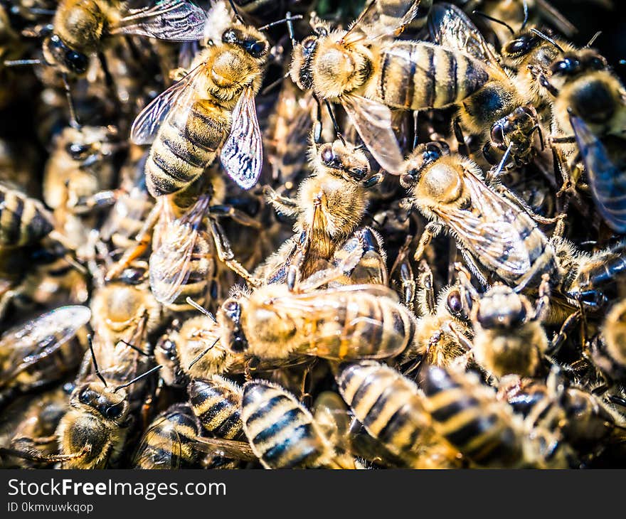 Bees swarm in the garden in summer. Bees swarm in the garden in summer