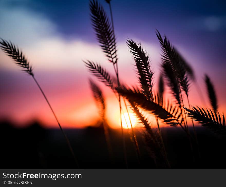 Spikelets shaking in the wind at sunset. Spikelets shaking in the wind at sunset