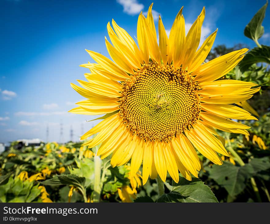 Sunflowers blossoms at field at summer. Sunflowers blossoms at field at summer