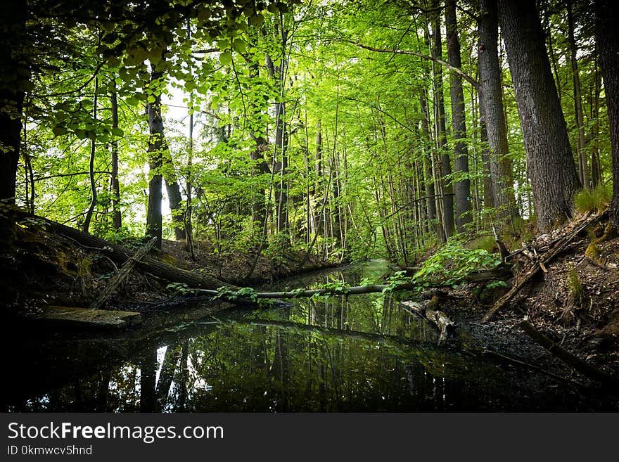 Creek in summer forest. Europe.