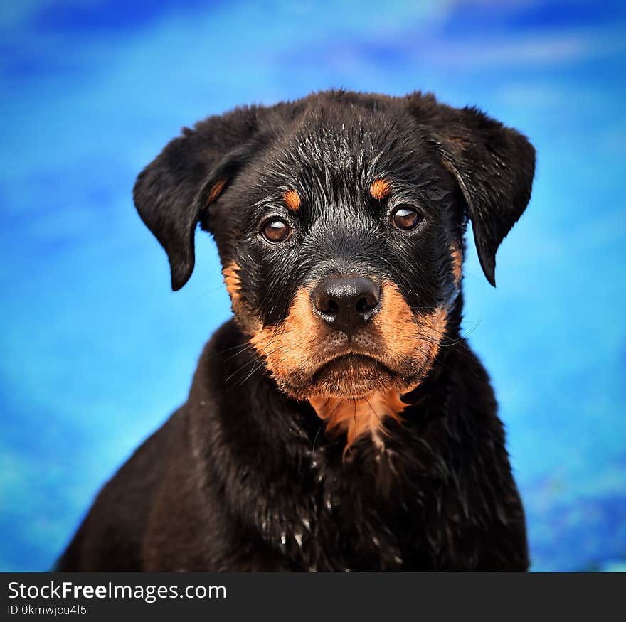 Rottweiler in spain