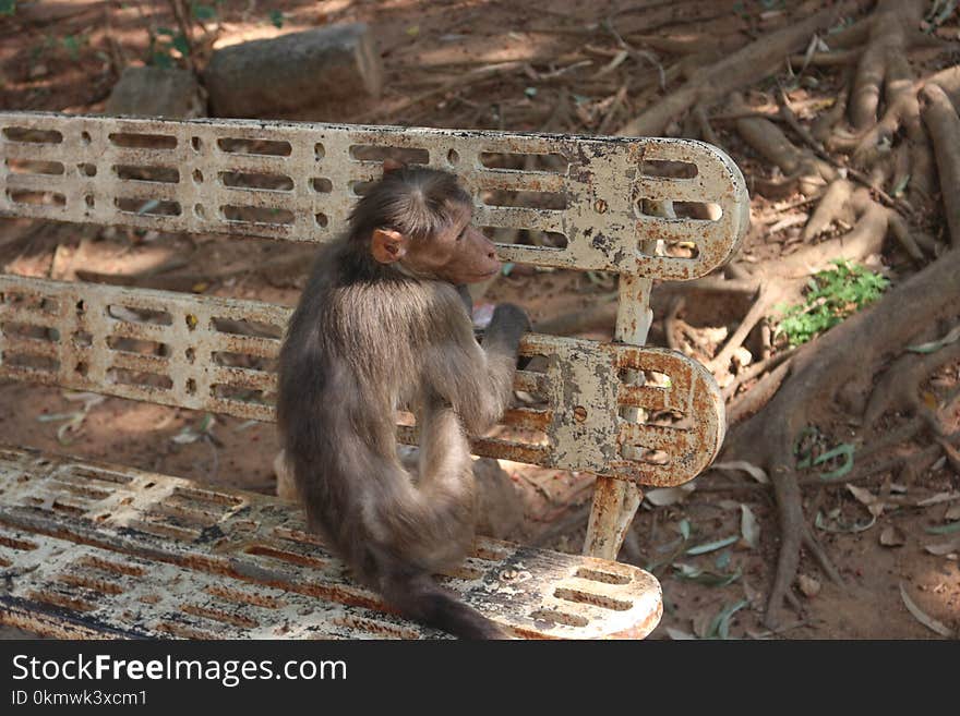 Monkey Trap on Outdoor Bench