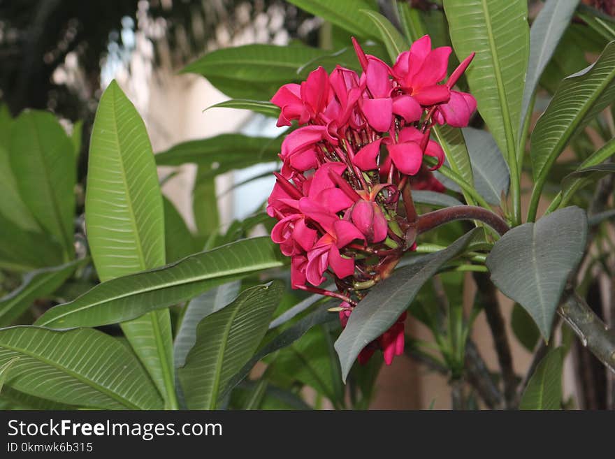 Closeup Photography of Red Clustered Flowers