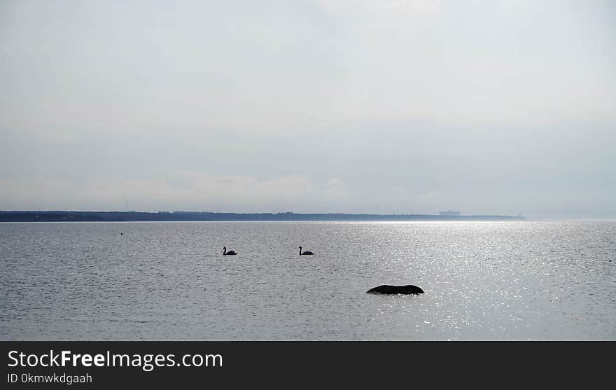 Silhouette of Birds on Water