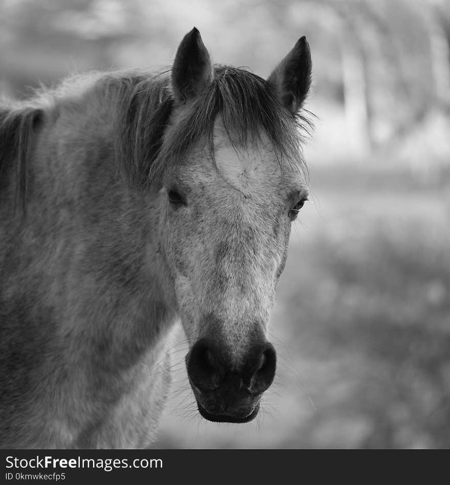 Horse Head Grayscale Photo