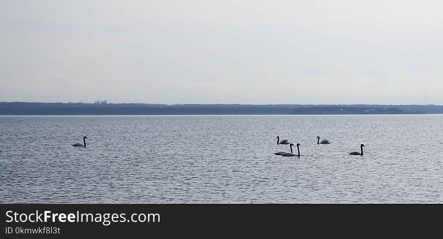 Flock of Birds on Body of Water