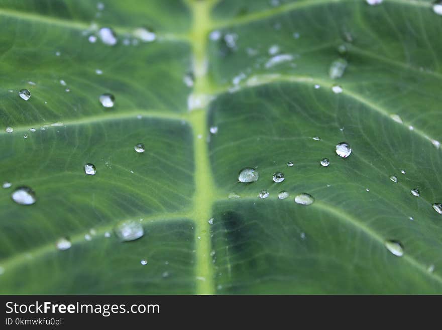 Leaf With Water Dew on Top