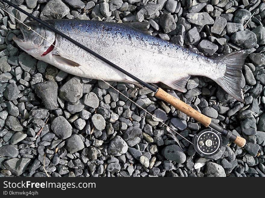 Photo of Gray Fish Caught by Fishing Rod