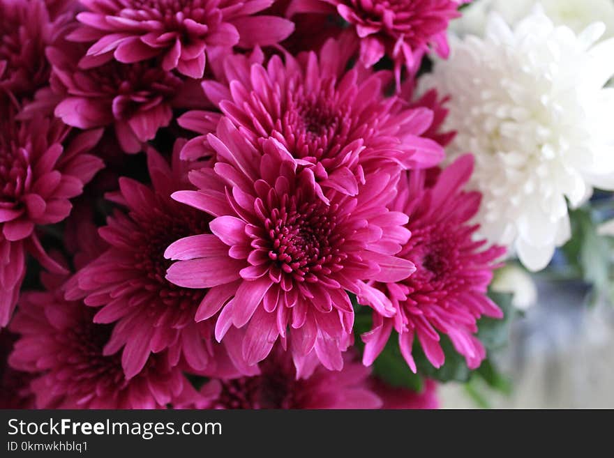 Close-up Photography of Pink Chrysanthemum Flowers