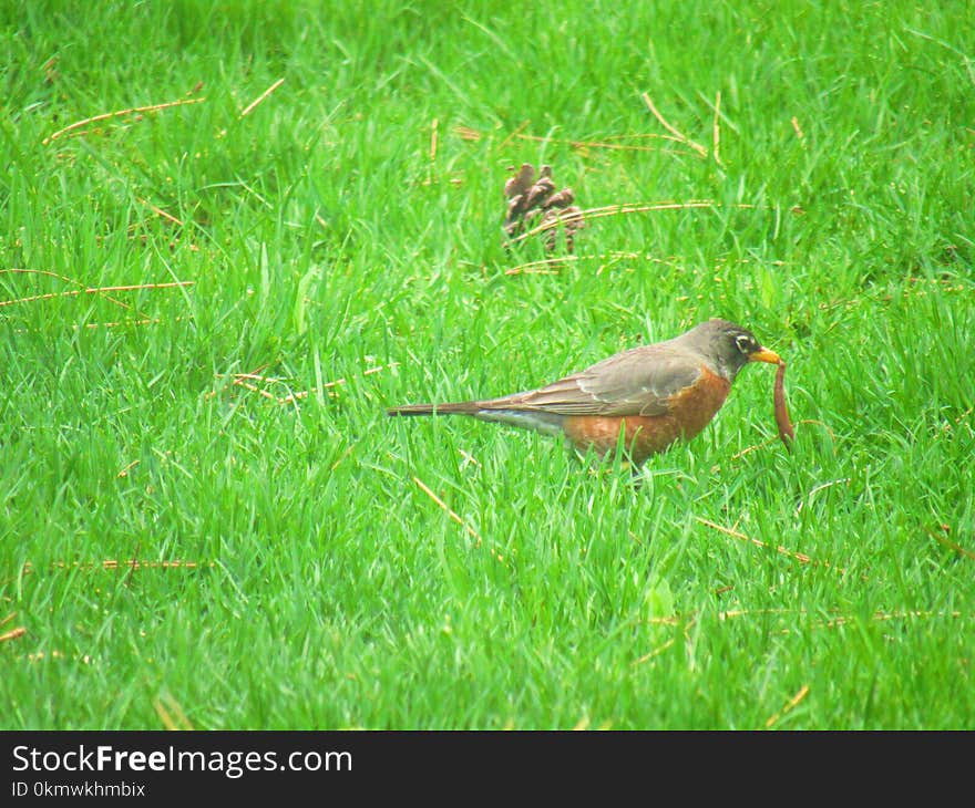 Gray and Brown Bird on Green Grass Field