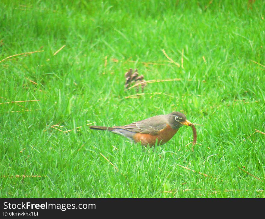 American Robin on Green Grass Field