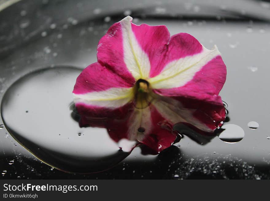 Pink and White Petunia Flower With Water Dew