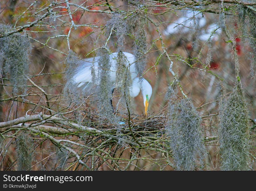 Focus Photo of White Bird on Nest