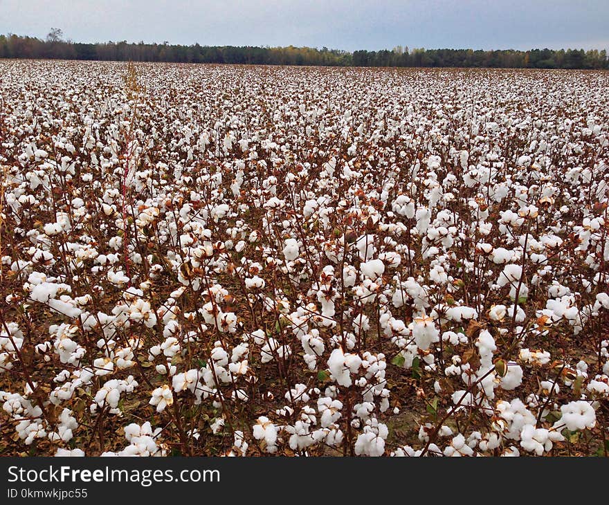 White Cotton Flower Field at Daytime