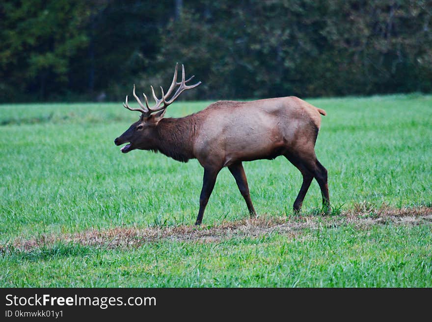 Elk on Green Grass Field