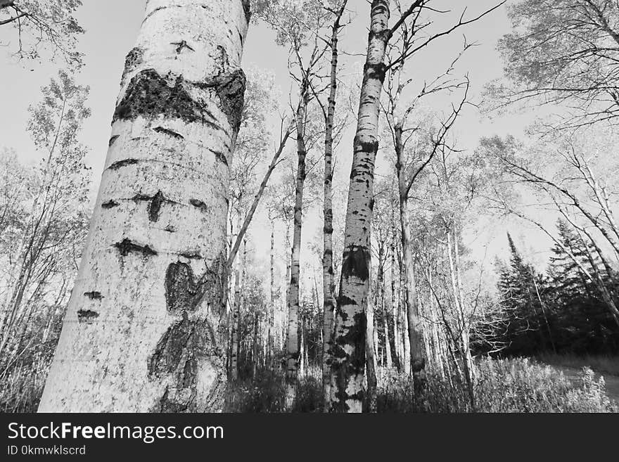 Black and White Forest Photo