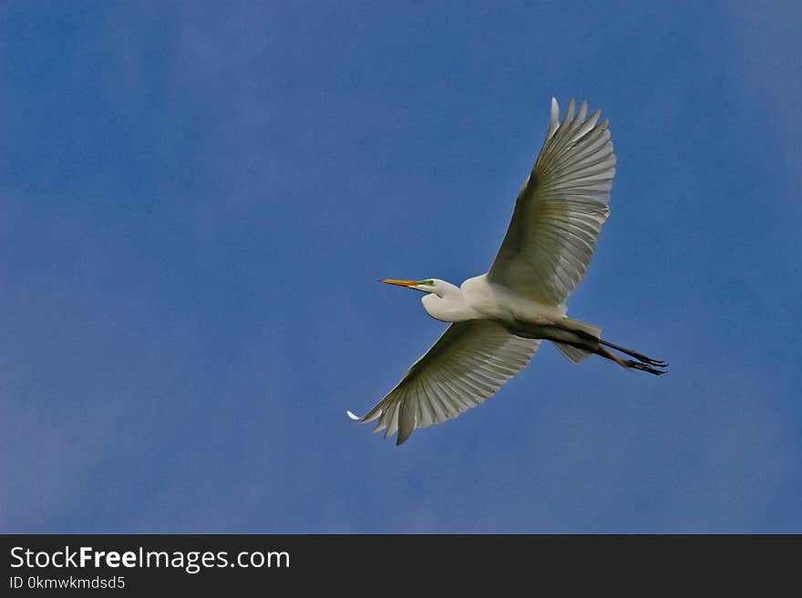 Great Egret Flying Under Blue Sky