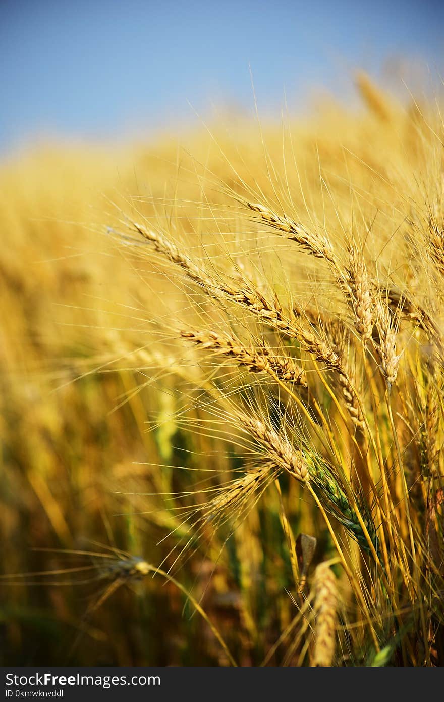 Closeup Photography of Rice Grains