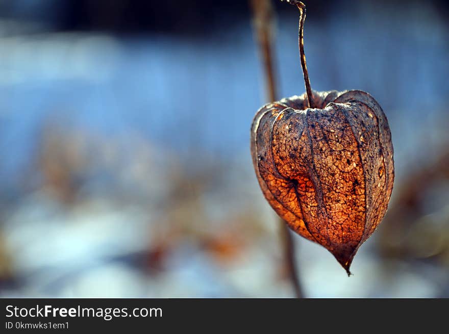 Orange Physalis Selective Focus Photography