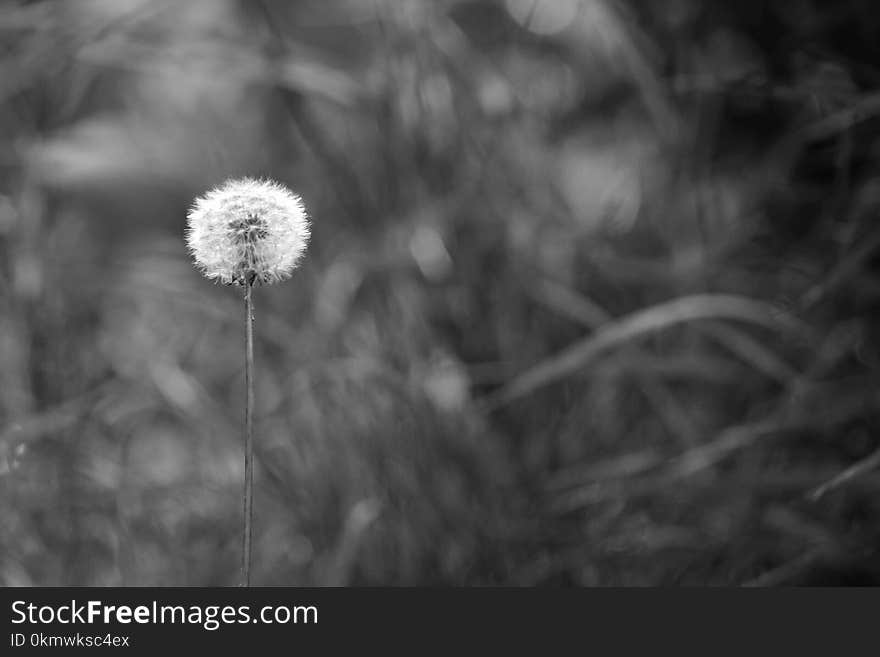 Greyscale Photo of Dandelion Seed