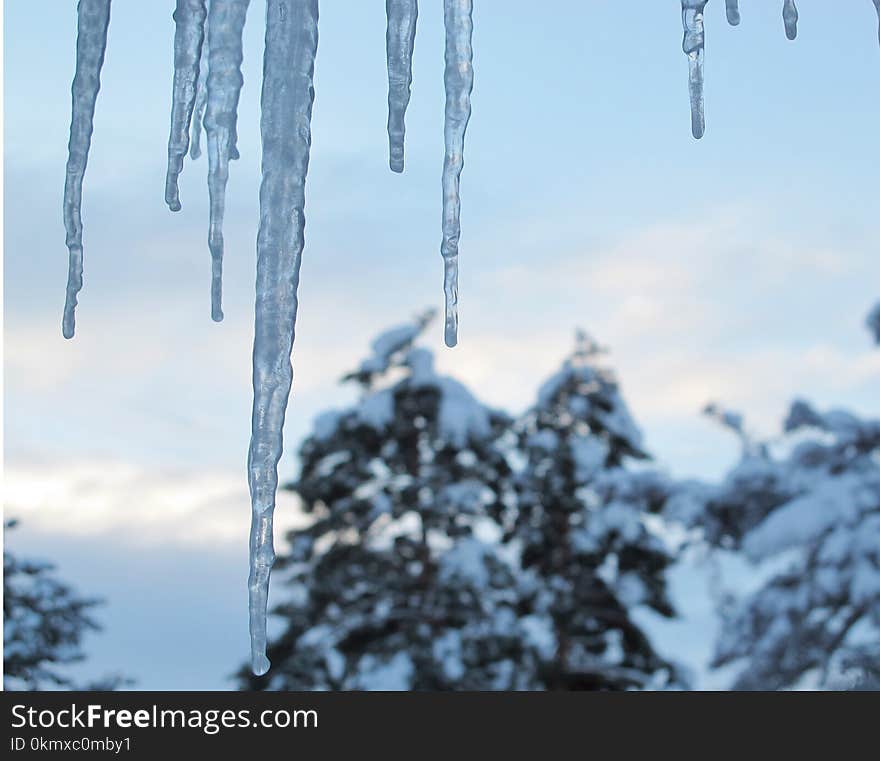 Winter Icicles Before Daybreak With Snow Covered Pine Trees In Background