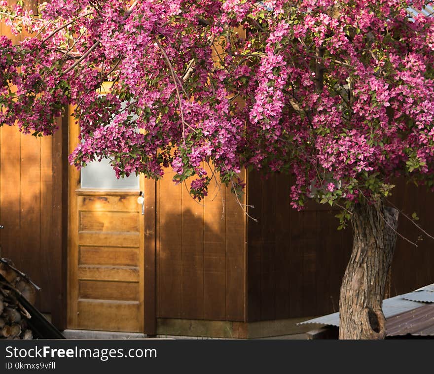 Doorway To Garden Shed and Crab Apple Tree