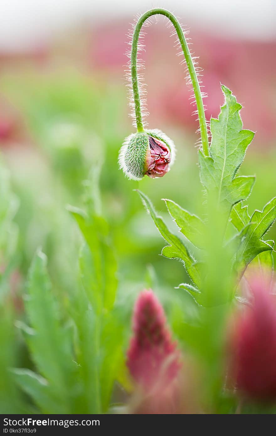 Bud of a opium poppy