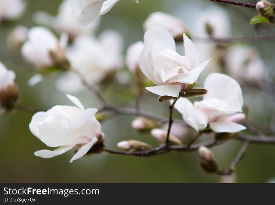 Blossom of magnolia tree with white flowers at spring flowering garden. Blossom of magnolia tree with white flowers at spring flowering garden