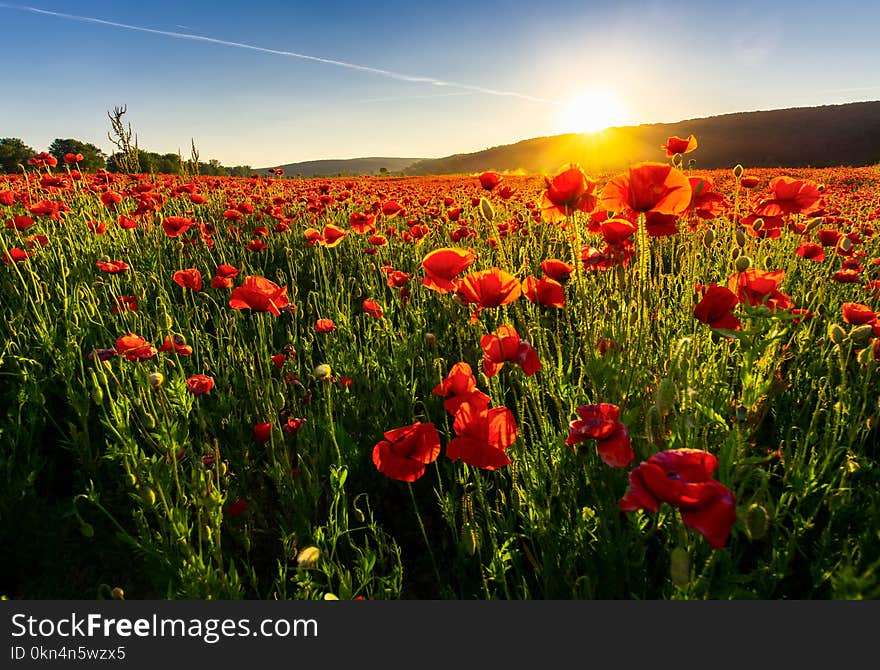 Poppy flowers field in mountains