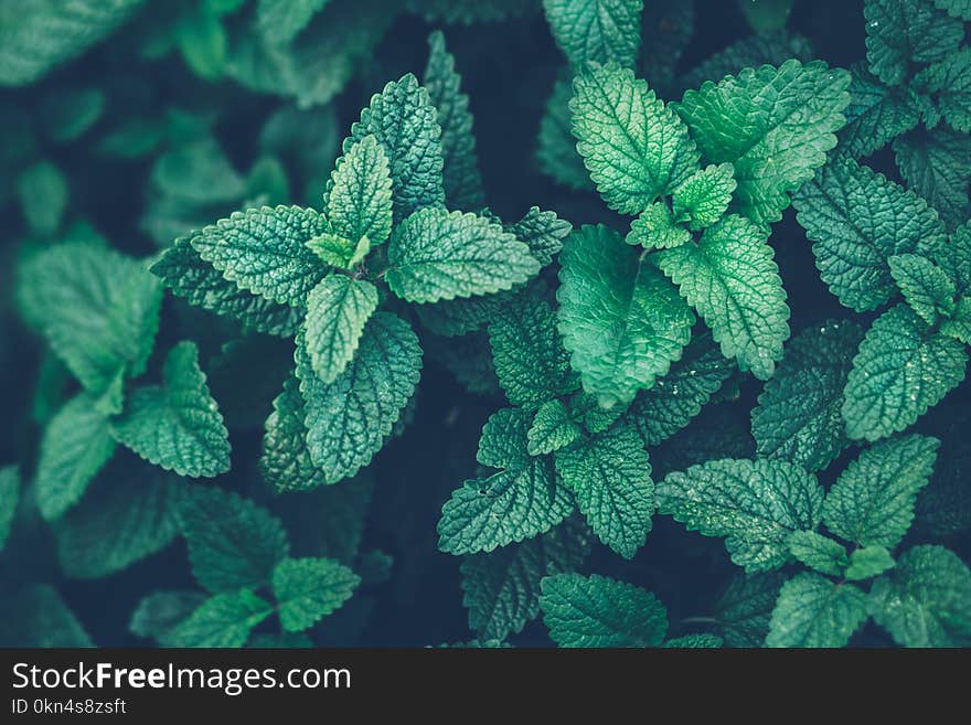 Fresh organic melissa leaves. Lemon balm. Mint. Fresh organic melissa leaves. Lemon balm. Mint