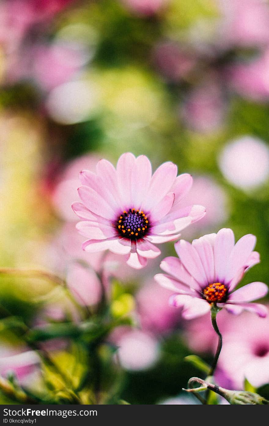 Selective Focus Photography of Pink Osteospermum Flowers