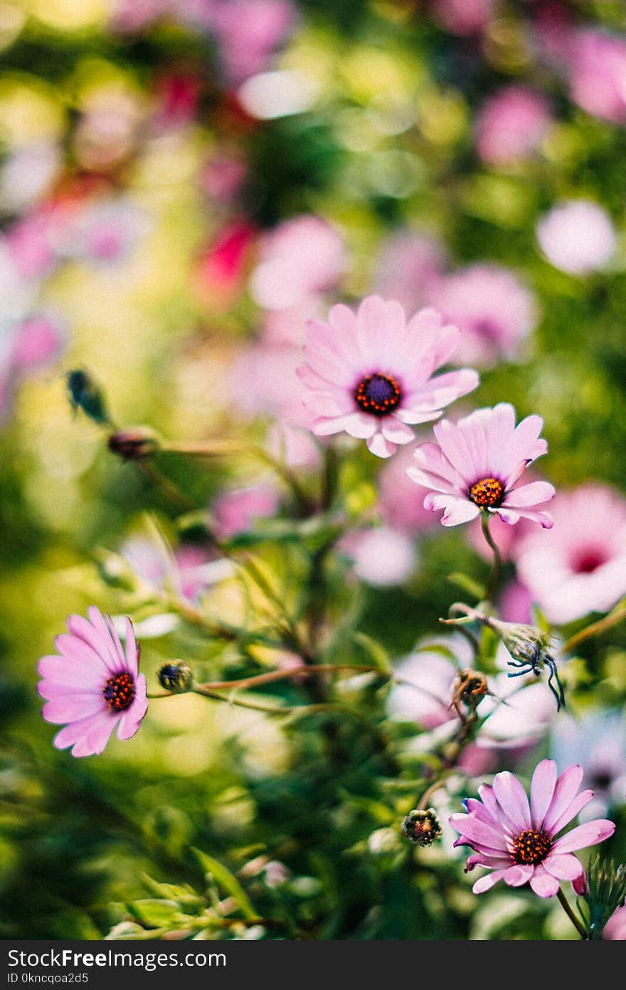 Depth of Field Photograph of Pink Petaled Flowers