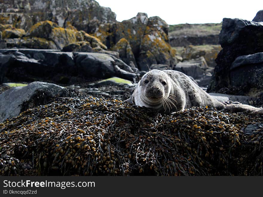 Closeup Photo of Sea Lion on Brown Rock